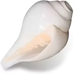 Dirghaanshi Conch Shell (10cm-6cm ) Natural Loud Blowing Shankh for Pooja Original Blowing Shankh (White)